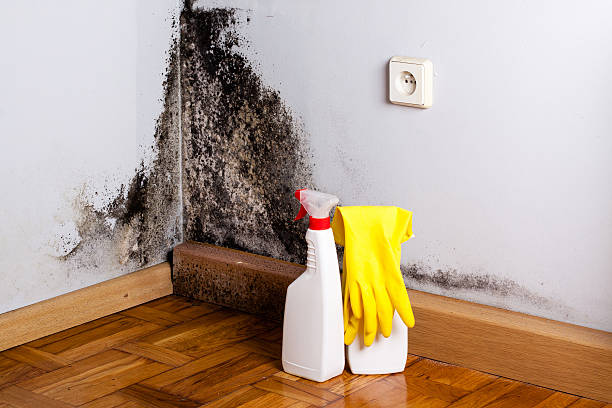 Professional Mold Remediation in Southchase, FL